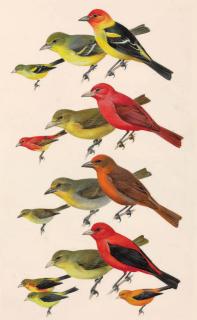 Roger Tory Peterson - Tanagers