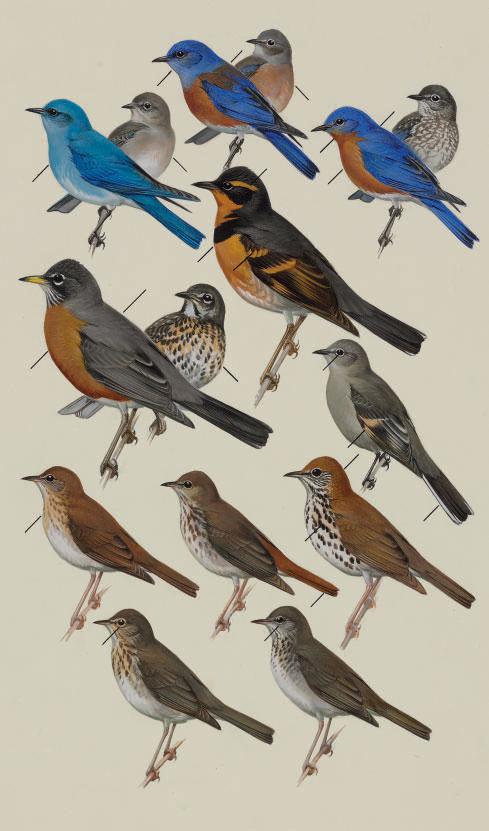 Roger Tory Peterson - Thrushes