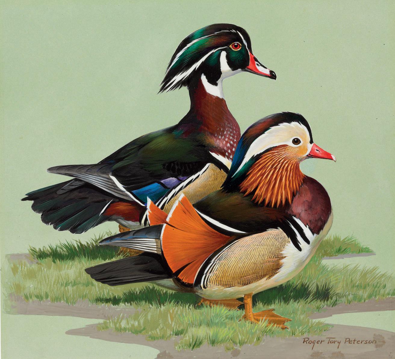 Roger Tory Peterson - Two Ducks