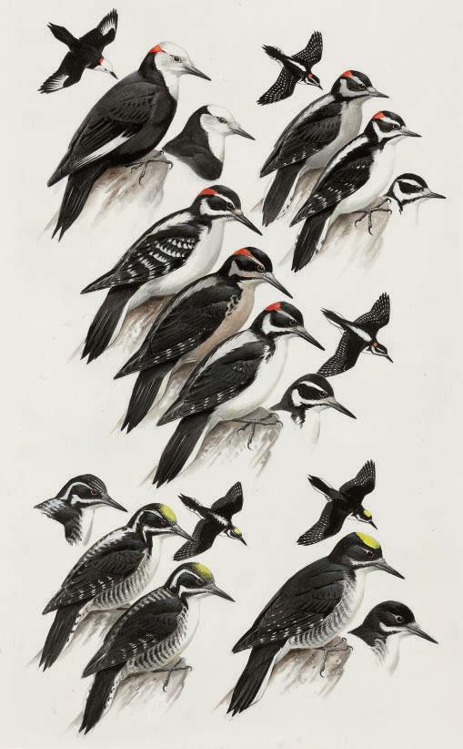 Roger Tory Peterson - Woodpeckers