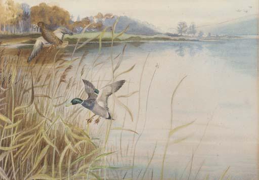 Roland Green - Mallards coming into land