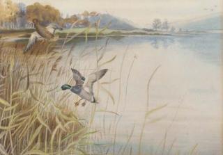 Roland Green - Mallards coming into land