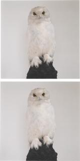 Roni Horn - Dead Owl