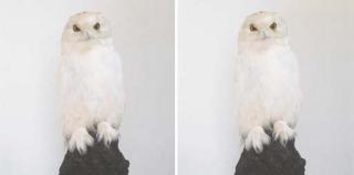 Roni Horn - Dead Owl