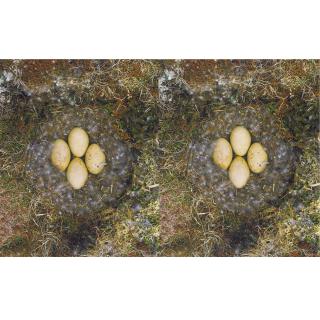 Roni Horn - To Nest #6