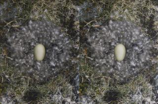 Roni Horn - To Nest, No. 1