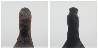 Roni Horn - Untitled #10, 2000