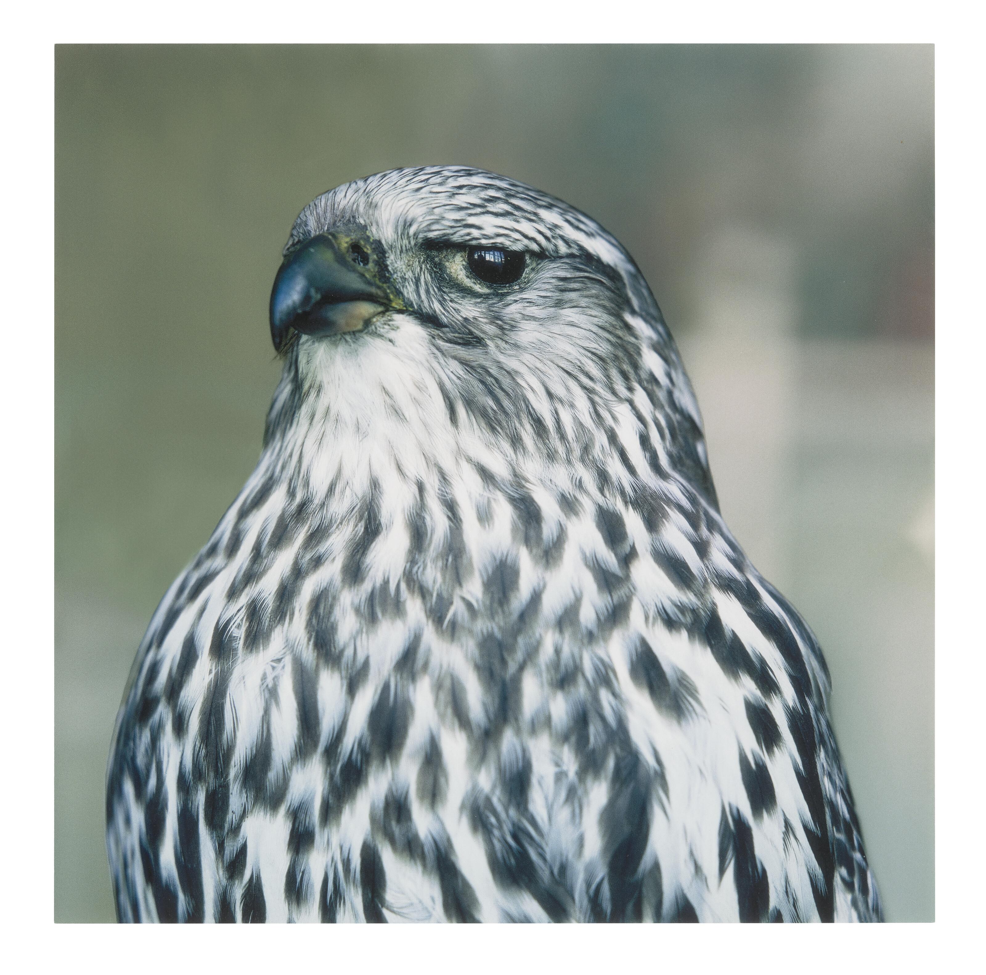 Roni Horn - Untitled #11