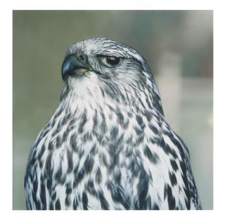 Roni Horn - Untitled #11