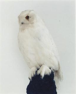 Roni Horn - Untitled, 1996-1998