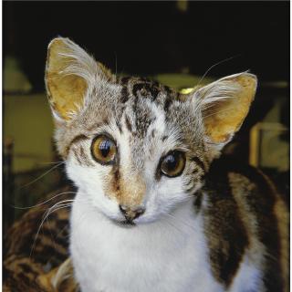 Roni Horn - Untitled # 6