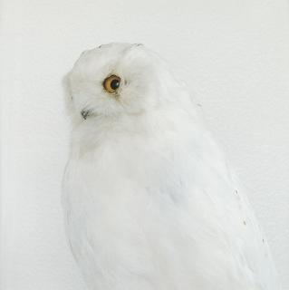 Roni Horn - Untitled #7 1998