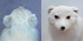 Roni Horn - Untitled: Arctic Fox (diptych), 2000