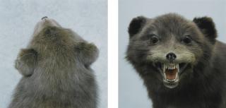 Roni Horn - Untitled (Fox)