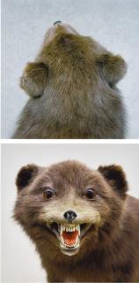 Roni Horn - Untitled (Fox)