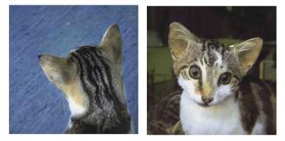 Roni Horn - Untitled (Kitty Cat)