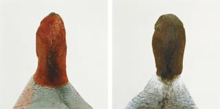 Roni Horn - Untitled, No. 13