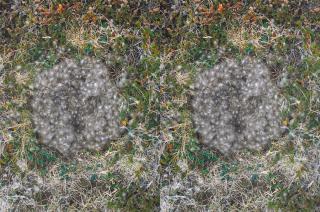 Roni Horn - Untitled (To Nest) #3