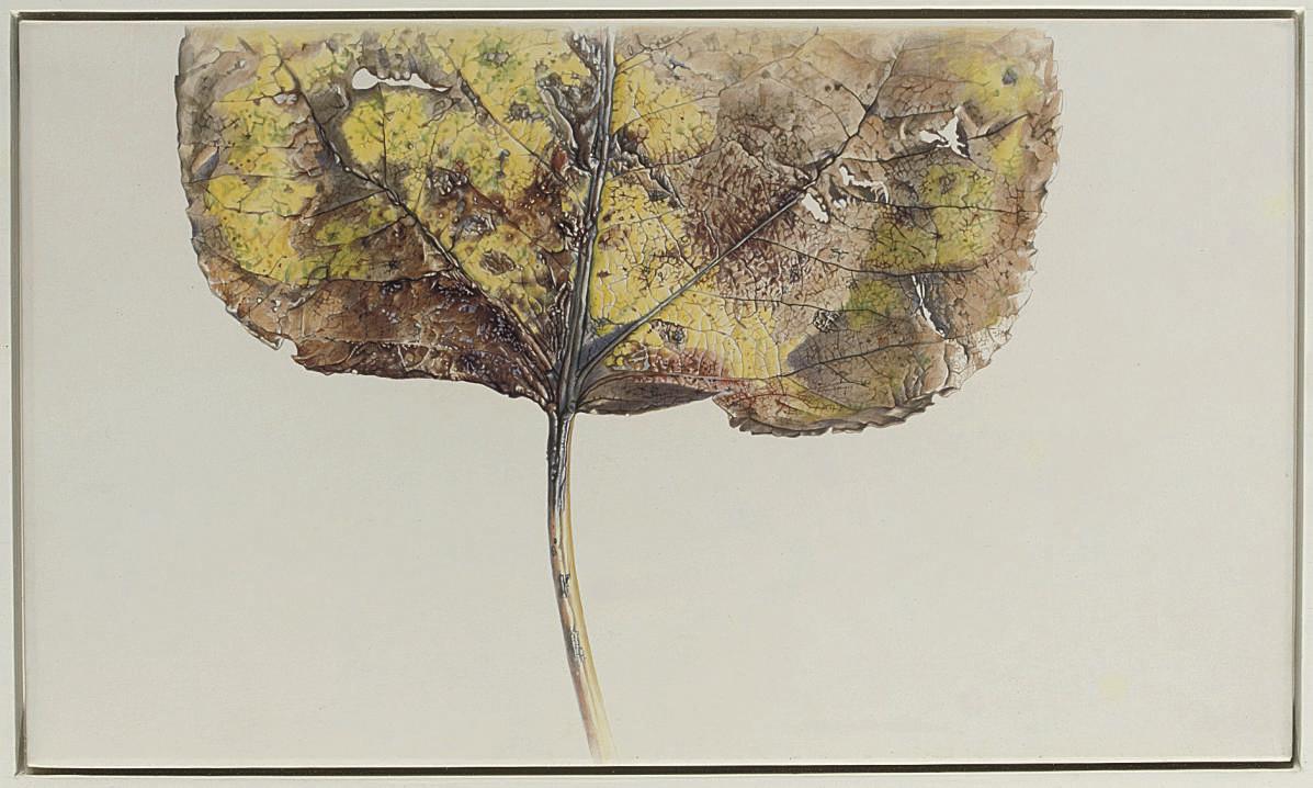 Rory McEwen - An autumn leaf