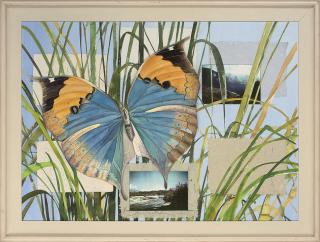 Rory McEwen - Butterfly, Nepal