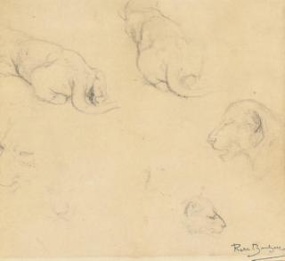 Rosa Bonheur - A lioness - studies