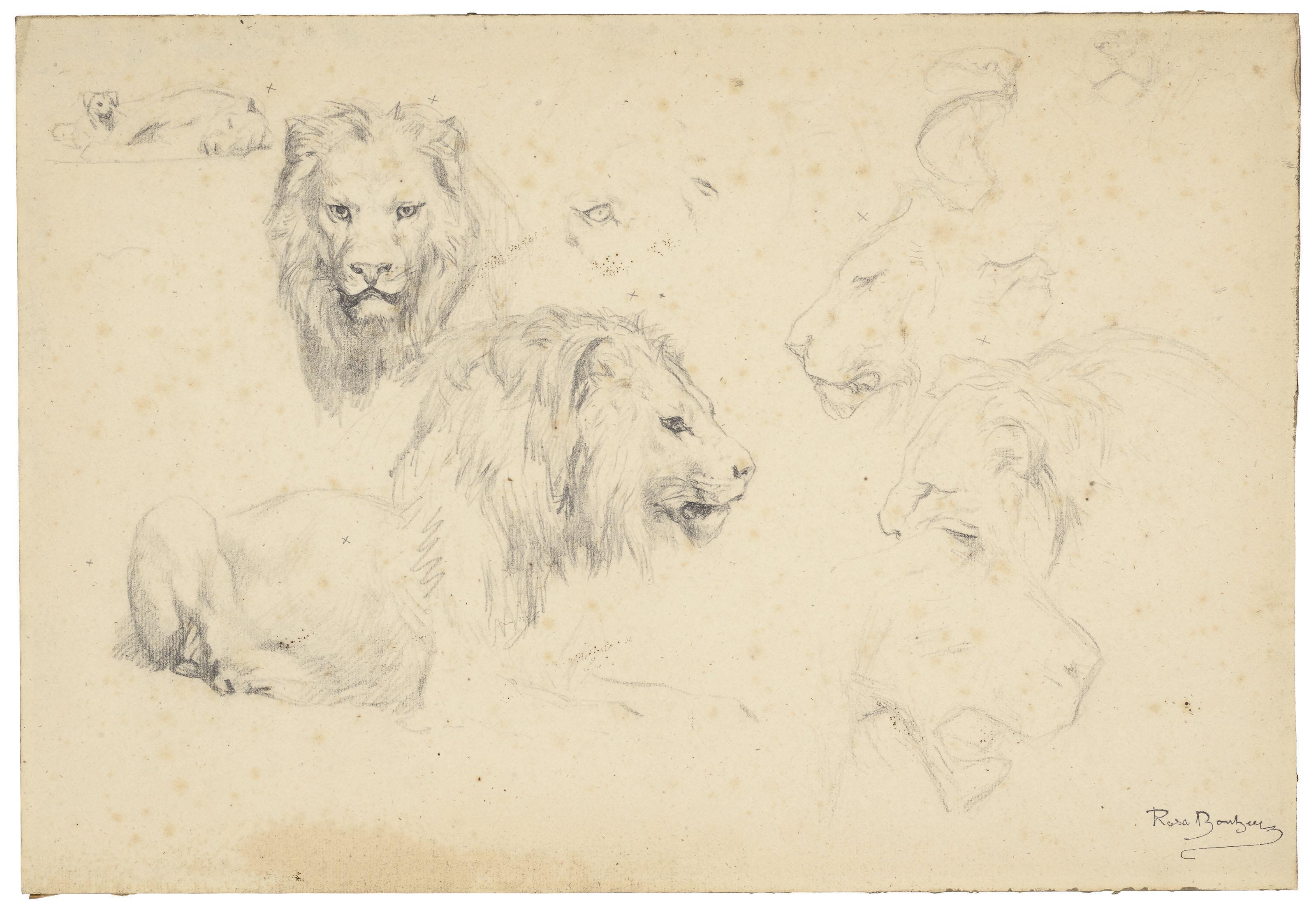 Rosa Bonheur - Studies of lions