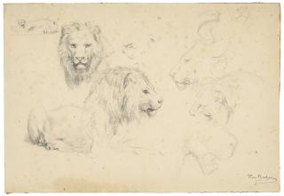 Rosa Bonheur - Studies of lions