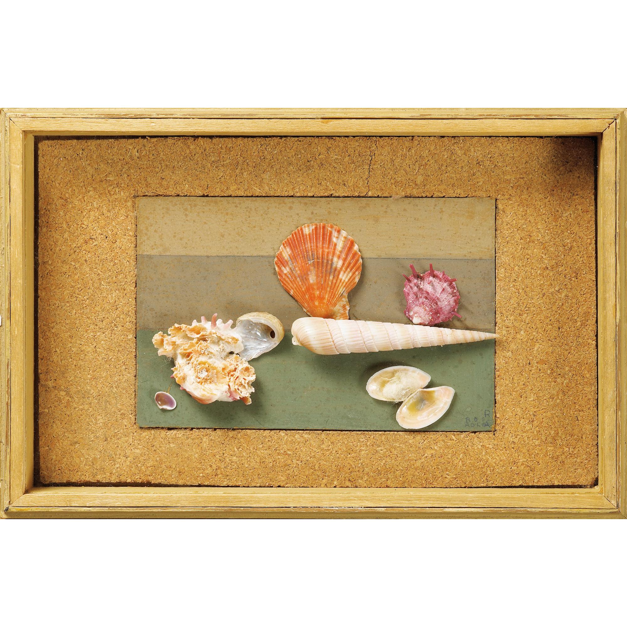 Rose Adler - Coquillage