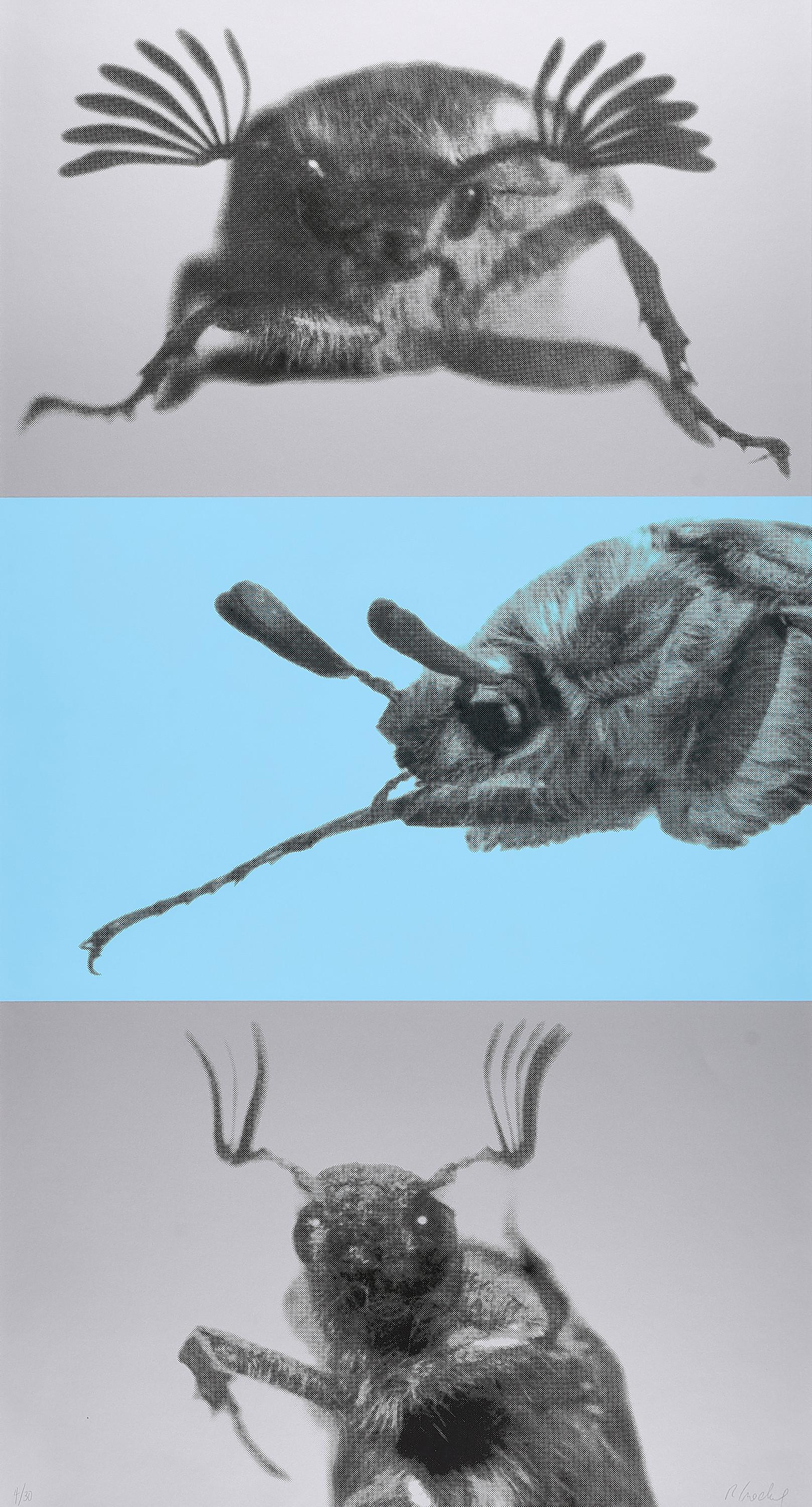 Rosemarie Trockel - Ohne Titel (Maikäfer).