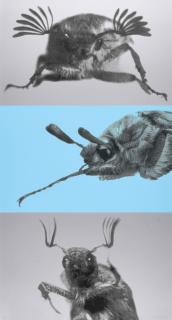 Rosemarie Trockel - Ohne Titel (Maikäfer).