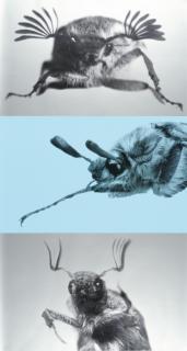 Rosemarie Trockel - Ohne Titel