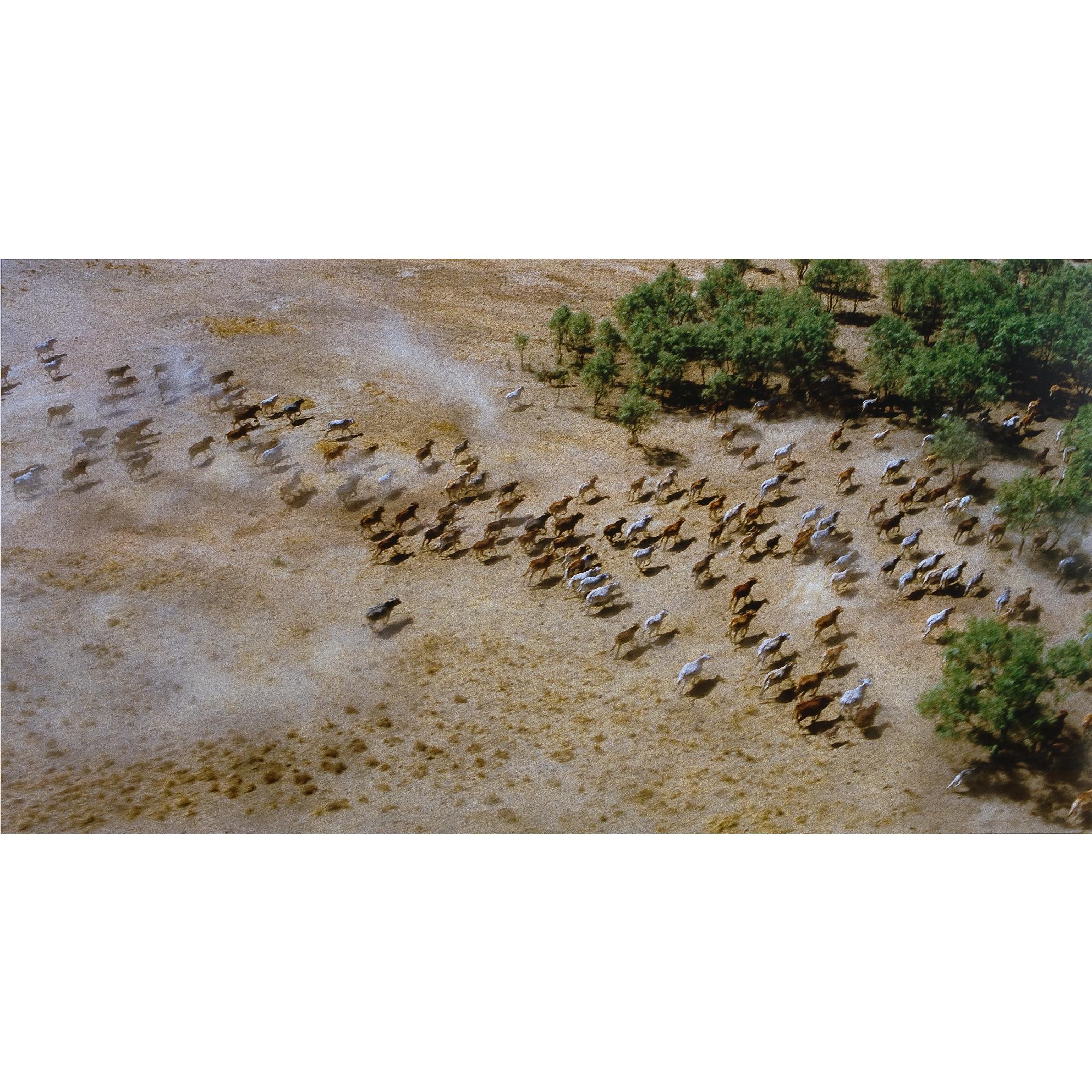 Rosemary Laing - Australian 3Rd Day Of A 5 Day Muster