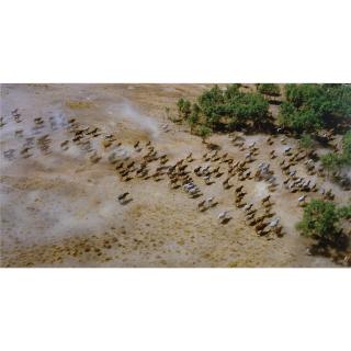 Rosemary Laing - Australian 3Rd Day Of A 5 Day Muster
