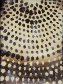 Ross Bleckner - Untitled; and two companion paintings