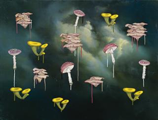 Ross Chisholm - Oyster Pleurotus Cementary Transcription