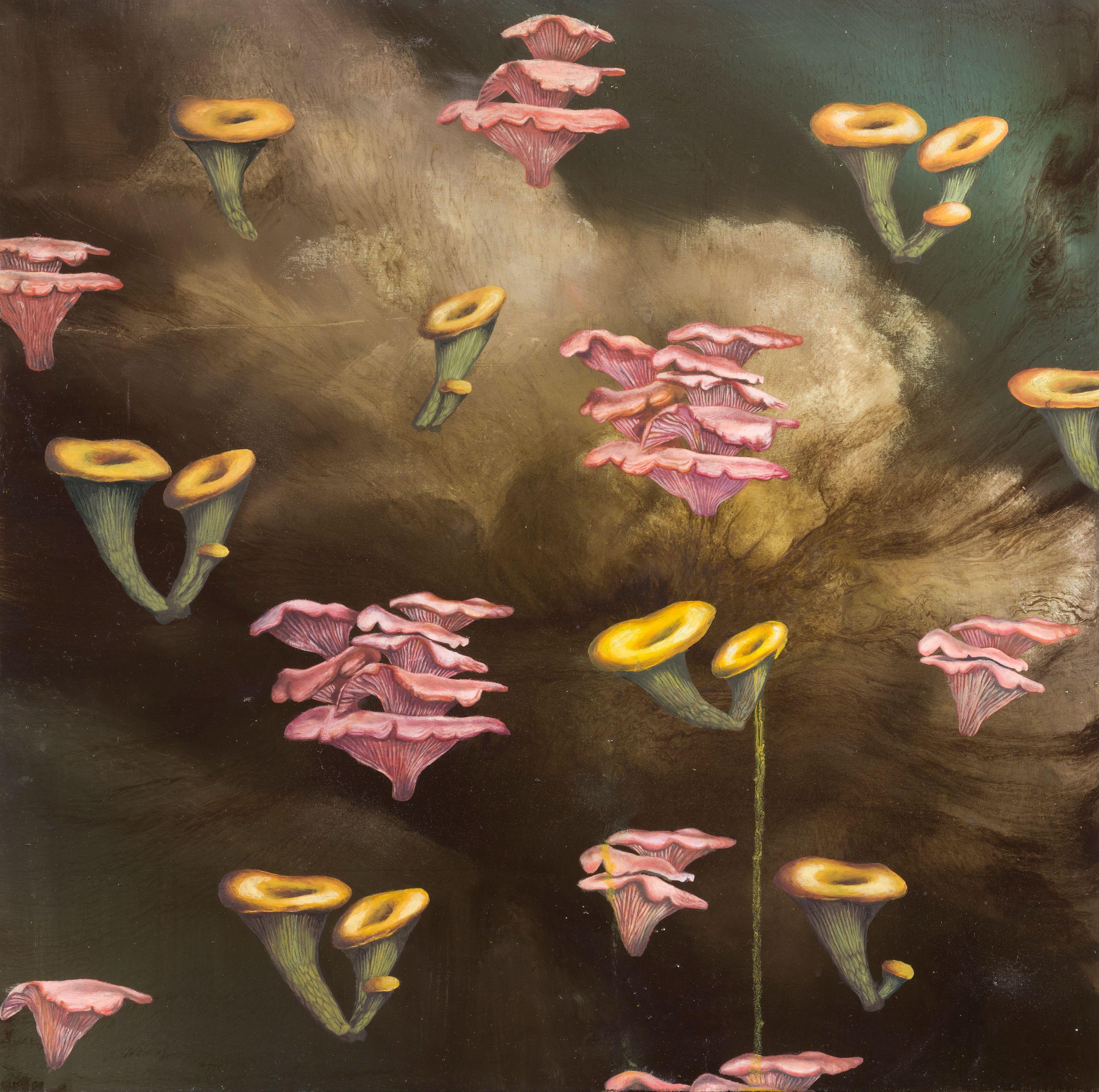 Ross Chisholm - Oyster pleurotus