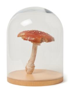 Roxy Paine - Amanita Muscaria #11