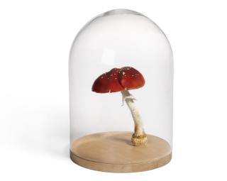 Roxy Paine - Amanita Muscaria #5