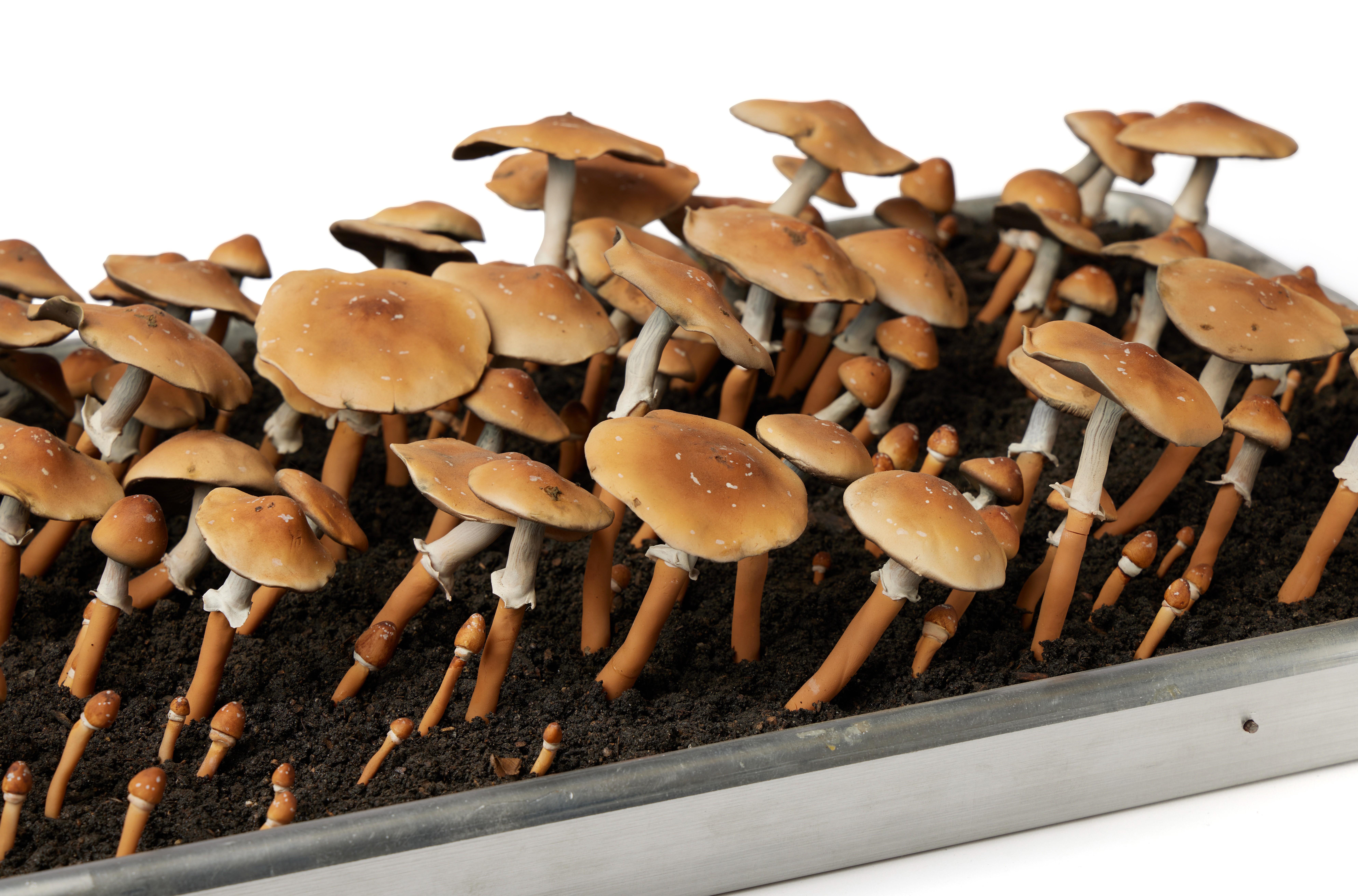 Roxy Paine - Psilocybe Cubensis Tray (Phototropic Response)