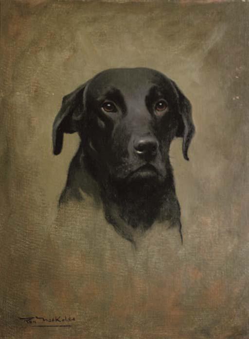 Roy Nockolds - A black labrador