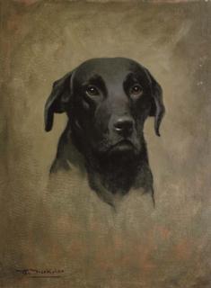 Roy Nockolds - A black labrador
