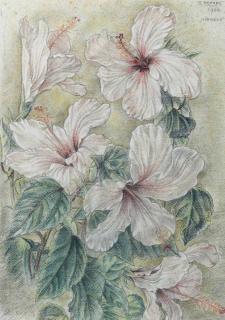 Rudolf Bonnet - Hibiscus