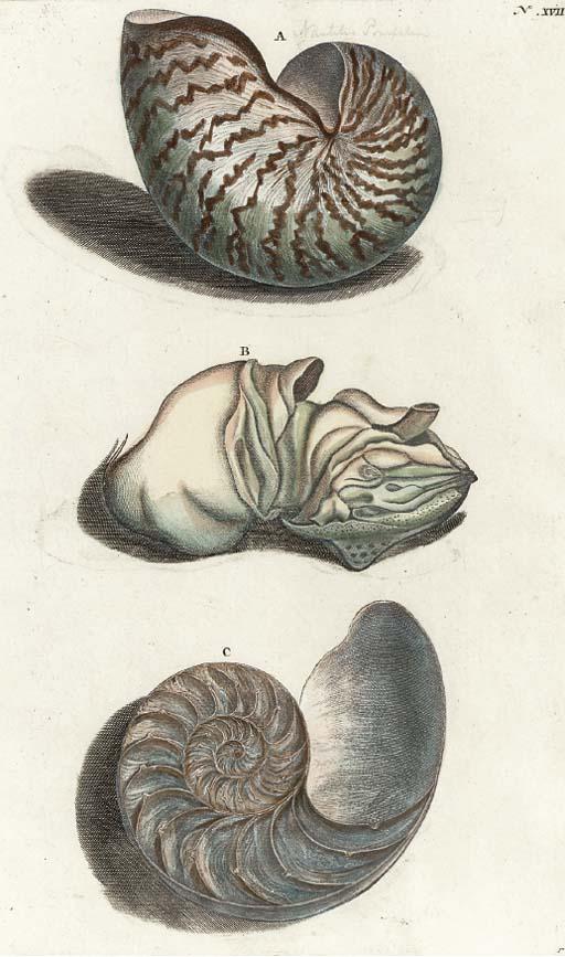 Rumpius - [Conchological Studies]: Eight Plates