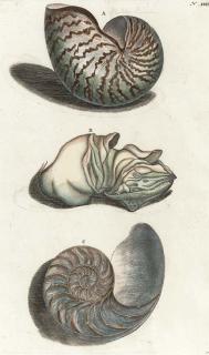 Rumpius - [Conchological Studies]: Eight Plates