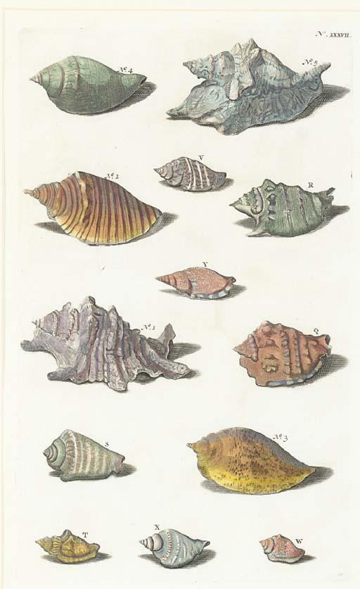 Rumpius - [Conchological Studies]: Four Plates