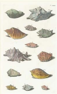 Rumpius - [Conchological Studies]: Four Plates