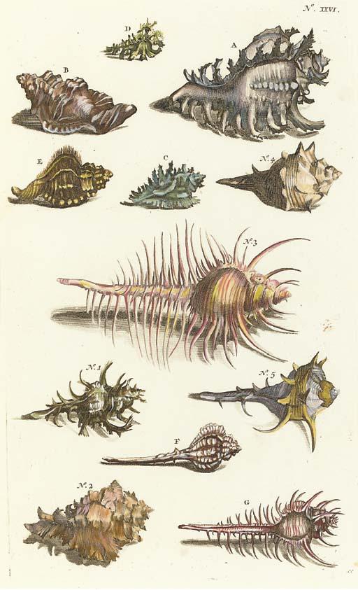 Rumpius - [Conchological Studies]: Six Plates