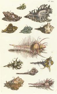 Rumpius - [Conchological Studies]: Six Plates