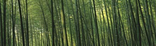 Russel Wong - Bamboo Forest