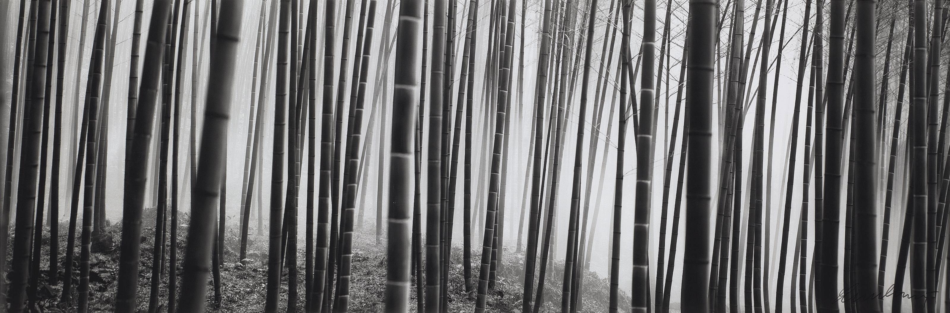 Russel Wong - Kyoto Bamboo Forest, 2003